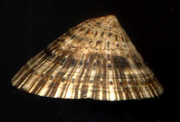 Patella lusitanica